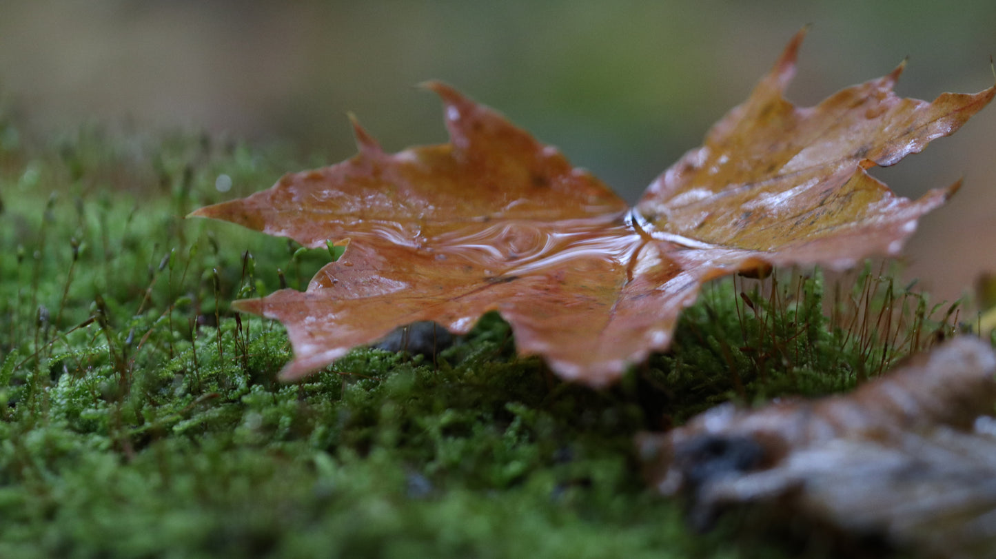 Photo collection - autumn in the Lithuanian forest