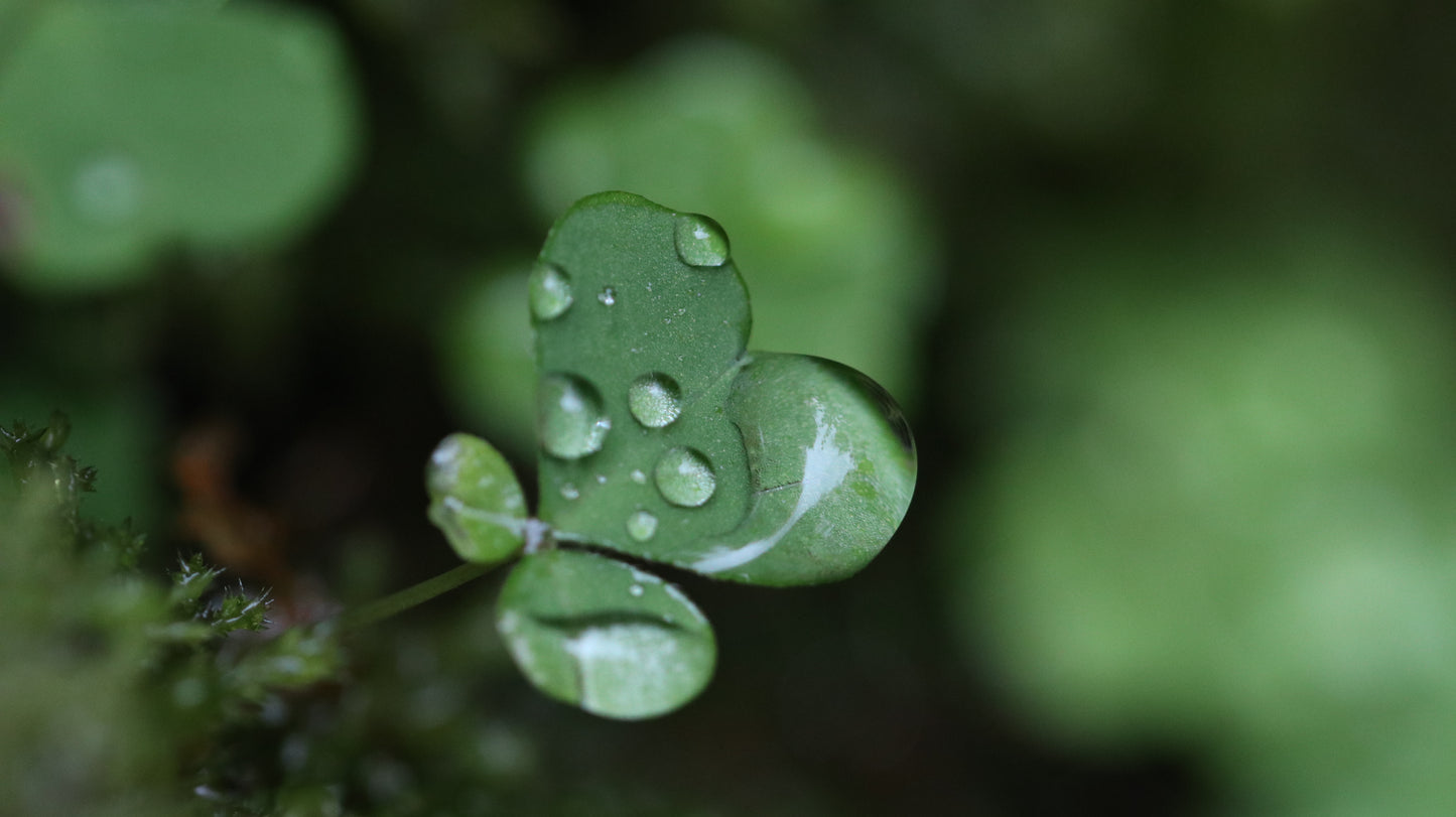 Photo collection - autumn in the Lithuanian forest