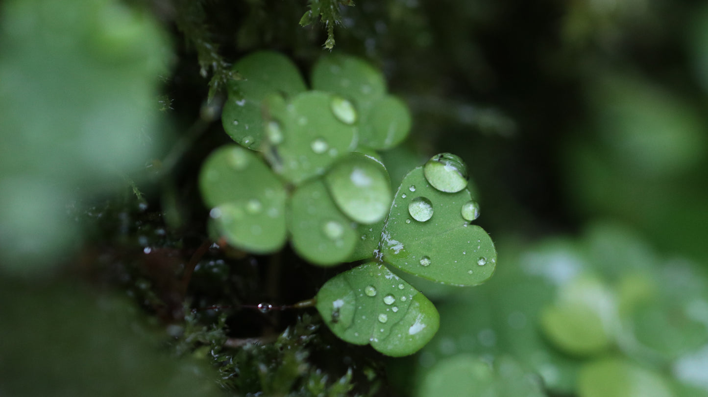 Photo collection - autumn in the Lithuanian forest