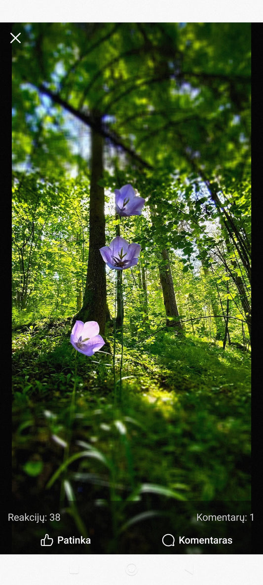 Forest flower
